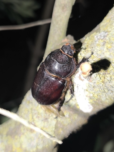 Iberian rhinoceros beetle