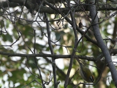 Regulus ignicapilla