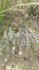 Phlox hoodii