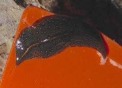 Newzealandia