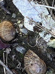 Cornu aspersum
