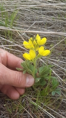 Thermopsis rhombifolia