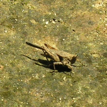 Criotettigini