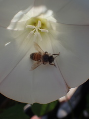 Apis mellifera