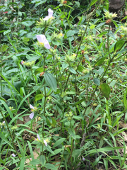 Pterolepis glomerata