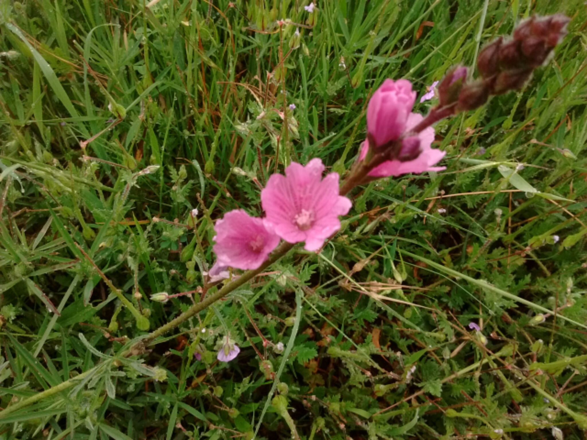 Sidalcea malviflora ssp. laciniata