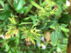 Pterolepis glomerata