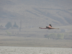 Phoenicoparrus andinus