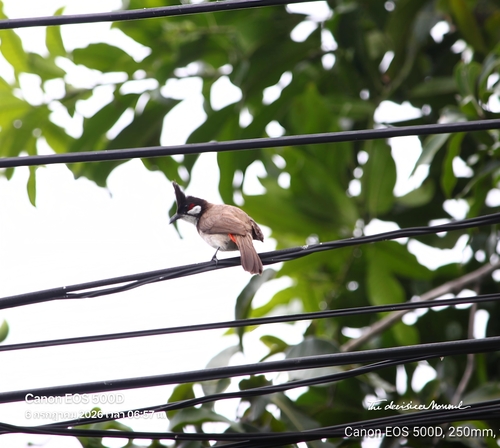 Red-whiskered Bulbul