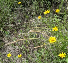 Trisetum interruptum