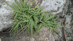 Arundo formosana