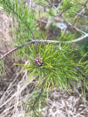 Pinus pungens