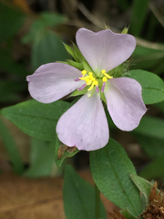 Pterolepis glomerata