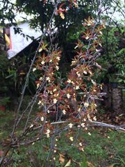 Prosthechea michuacana