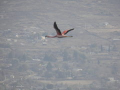 Phoenicoparrus andinus