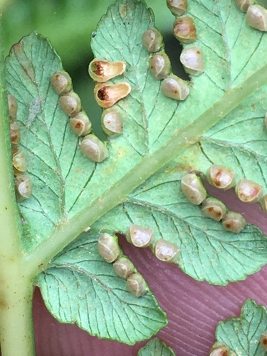 Cibotium chamissoi