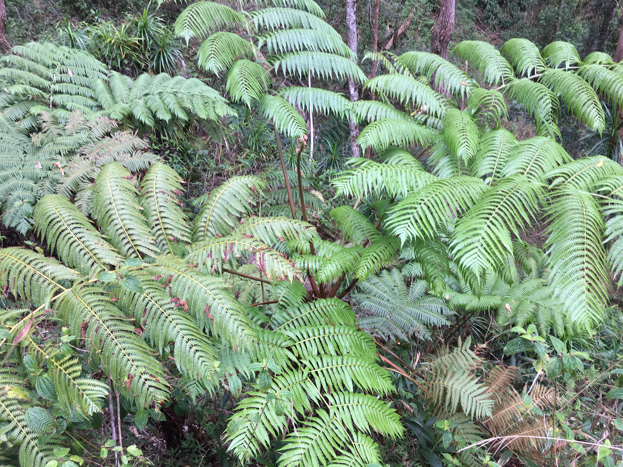 Cibotium chamissoi