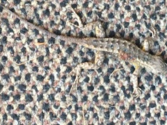Sceloporus occidentalis
