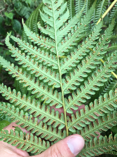 Cibotium chamissoi