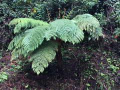 Sphaeropteris horrida