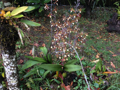 Prosthechea michuacana