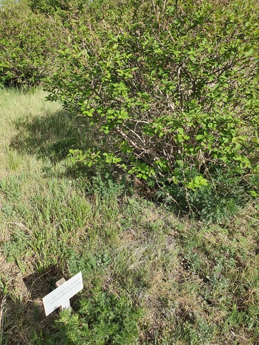 Syringa josikaea