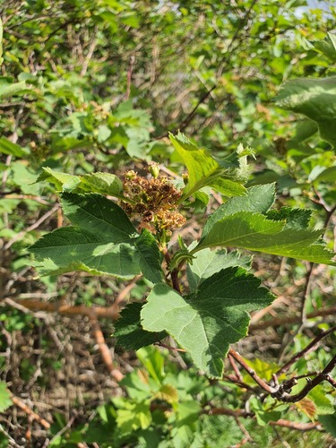 Crataegus maximowiczii, photograph 3
