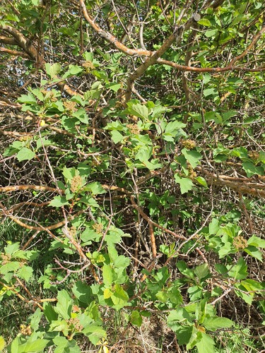 Crataegus maximowiczii, photograph 4