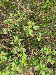 Crataegus maximowiczii, photograph (c) Urgamal Magsar, some rights reserved (CC BY)