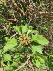 Crataegus maximowiczii