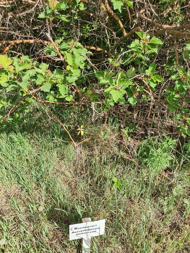 Crataegus maximowiczii, photograph 2