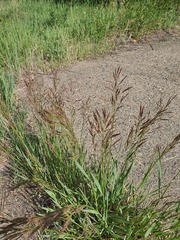 Bromus pumpellianus, photograph (c) Urgamal Magsar, some rights reserved (CC BY)