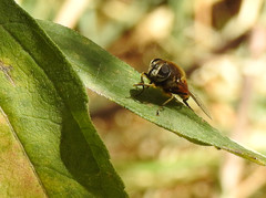 Eristalis bogotensis