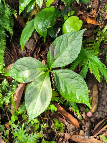 Chloranthus oldhamii, photograph 4