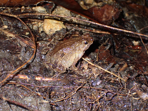 Ingerophrynus quadriporcatus, 2026-06-30