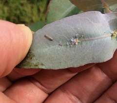 Ctenarytaina eucalypti