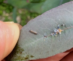 Ctenarytaina eucalypti