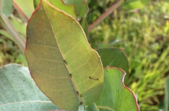 Ctenarytaina eucalypti