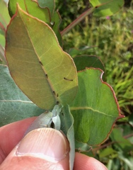 Ctenarytaina eucalypti