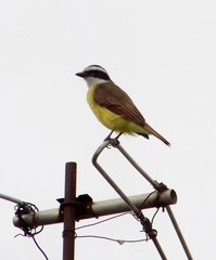 Pitangus sulphuratus