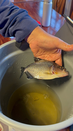Humpback piranha (Serrasalmus gibbus) — Serrasalmidae — 2