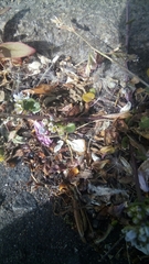 Cochlearia officinalis