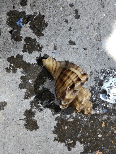 Neptunea arthritica observed 2026-07-06