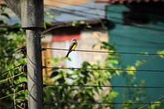 Tyrannus melancholicus