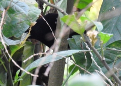 Amblycercus holosericeus