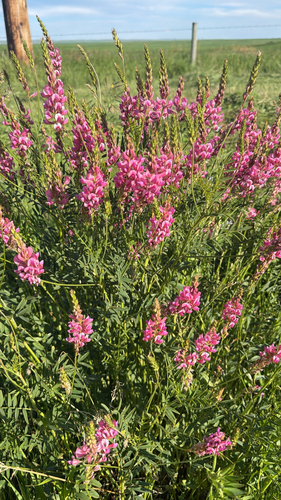 Sainfoin