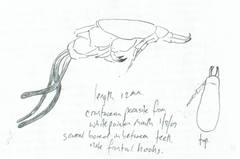 Anthosoma crassum