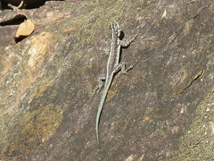 Tropidurus semitaeniatus