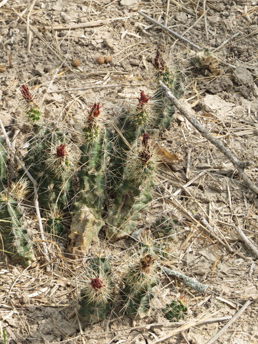 Image of Echinocereus berlandieri by (c) johnyochum, some rights reserved (CC BY)
