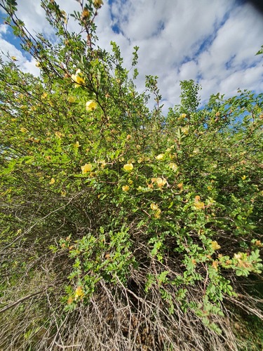 Rosa xanthina, photograph 6